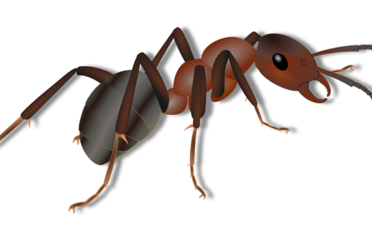 【起業・経営の法則】無能な部下ほど必要だった！？