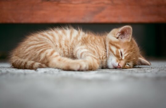 1日500キロカロリーの差が出る！？食欲が止まらなくなる悪習慣とは？