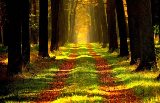 不登校になったらキャンプしろ！？昼夜逆転を直す睡眠の科学