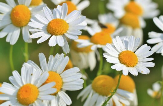 学校復帰必要なし！不登校でどん底のメンタルを回復させる認知行動療法