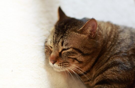 カワイイ寝顔をつくってモテようプロジェクト