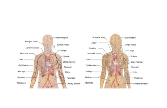 頭がぼーっとする原因は「副腎」のせい！？