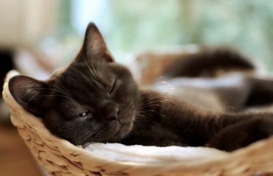 【サボりたくなる真の原因】先延ばししちゃうのは完璧主義だから…ではないかも。