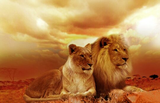 【体内時計】ライオンタイプ(朝型)のベストスケジュール