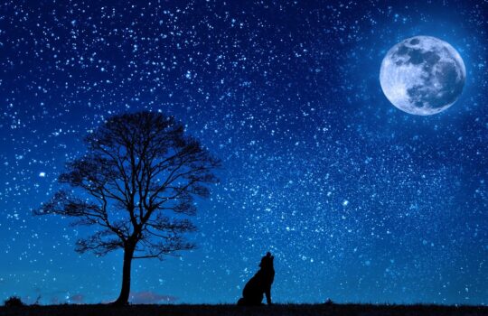 【体内時計】オオカミタイプ(夜型)のベストスケジュール