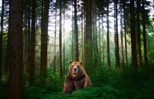 【体内時計】クマタイプ(昼型)のベストスケジュール