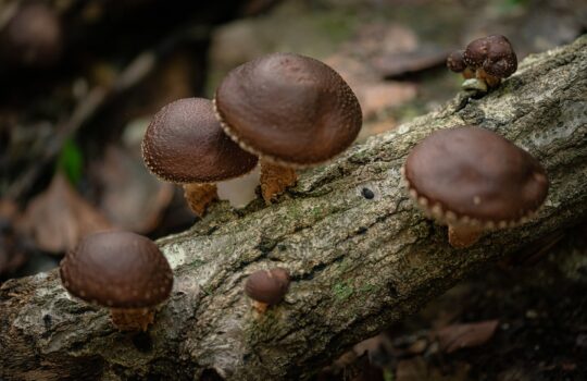 【すぐに使える】しいたけの健康効果・保存法・レシピ