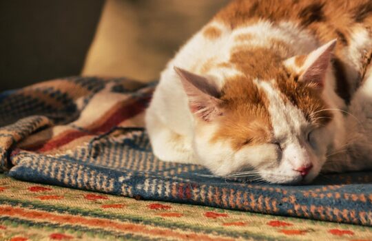 午後からのパフォーマンスを34％アップさせる昼寝の「お友」を紹介