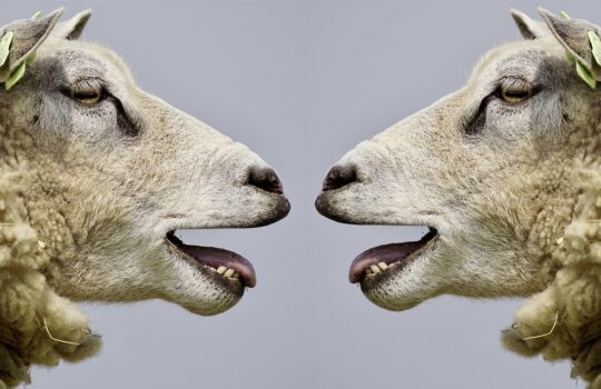 【実践】英検スピーキングテストはAnkiDroidで本番をリアルに再現できる！