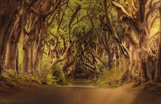 森林浴で1か月も免疫力アップが続く効果アリ！？